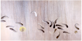 竹内浩一〈夜さめ〉